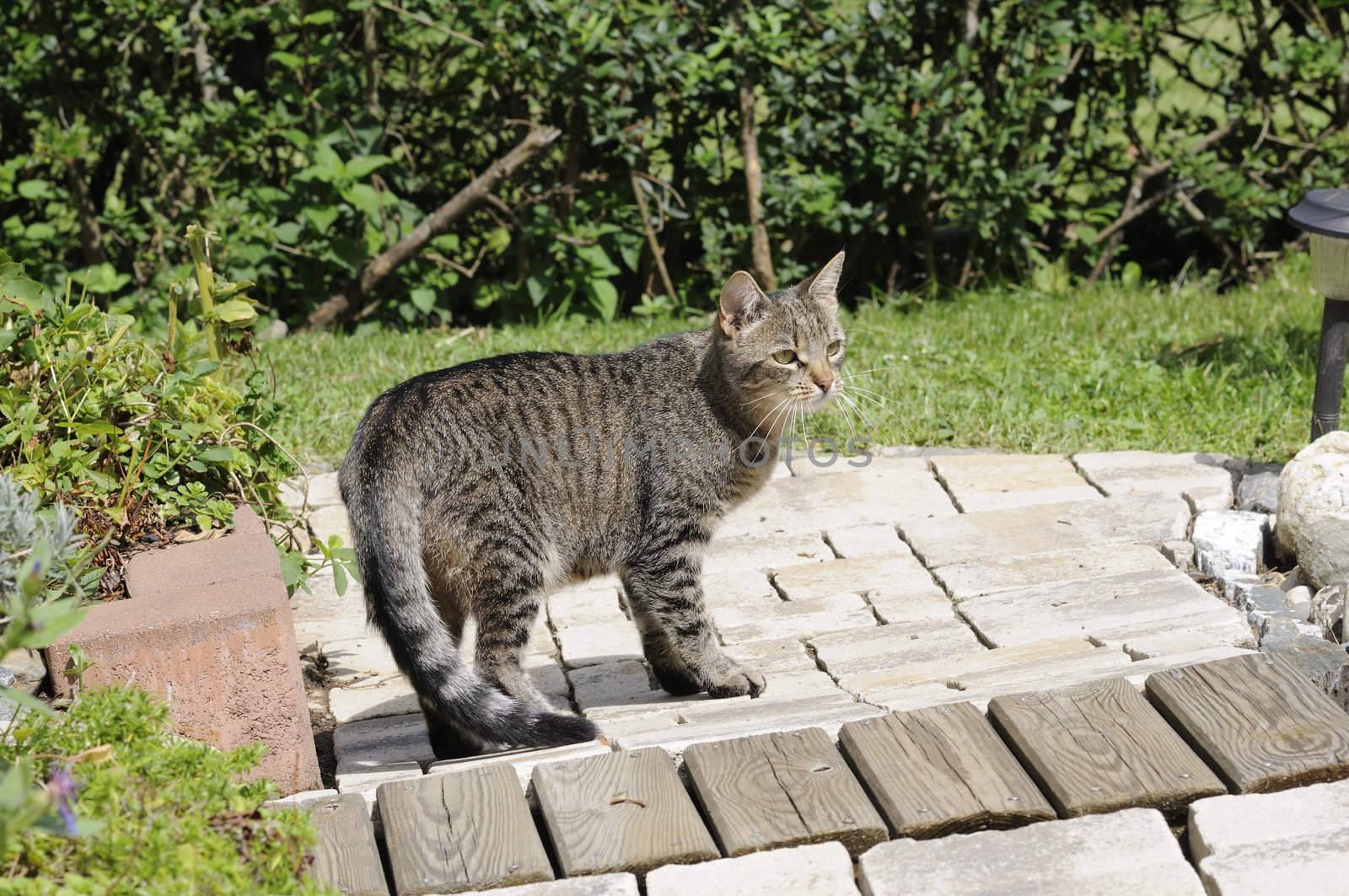 Shot of cute cat in garden on a sunny day.