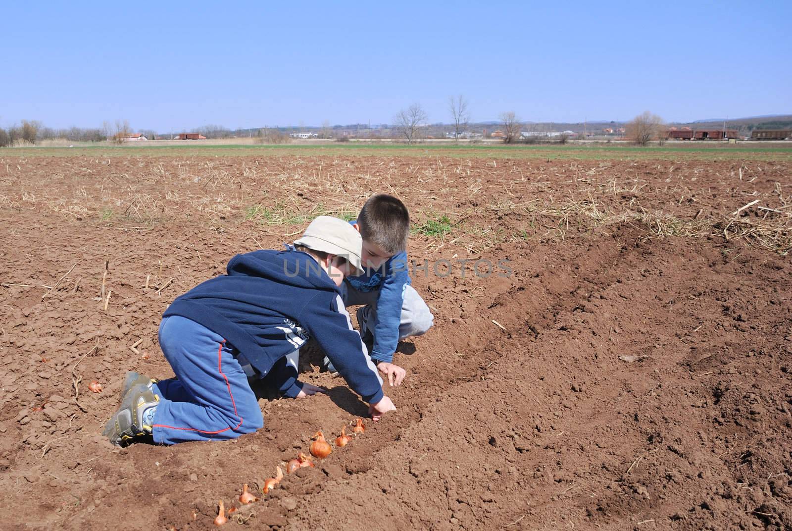 Boys sowing onion by whitechild