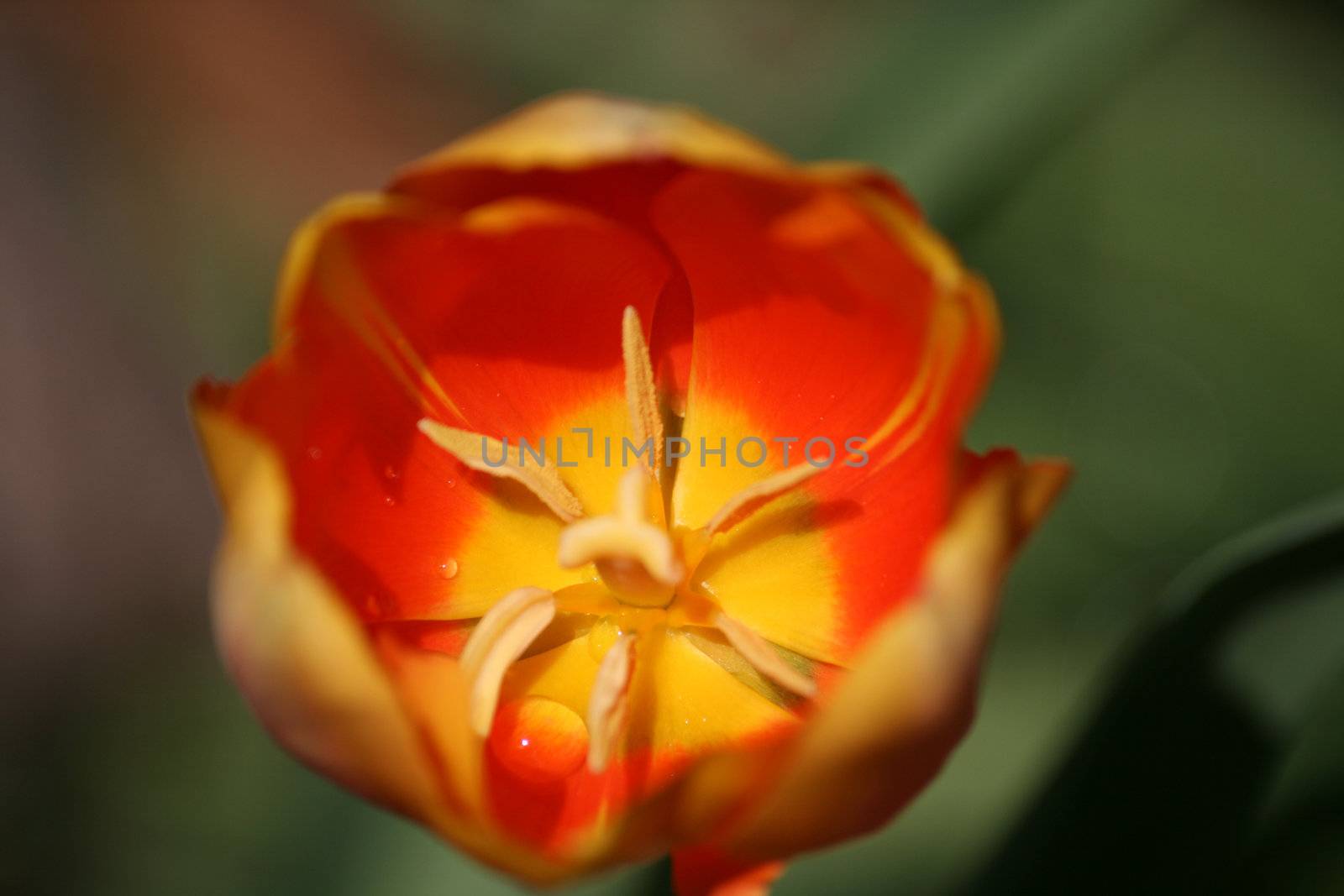 beautiful tulips, beautiful flowers by jpcasais