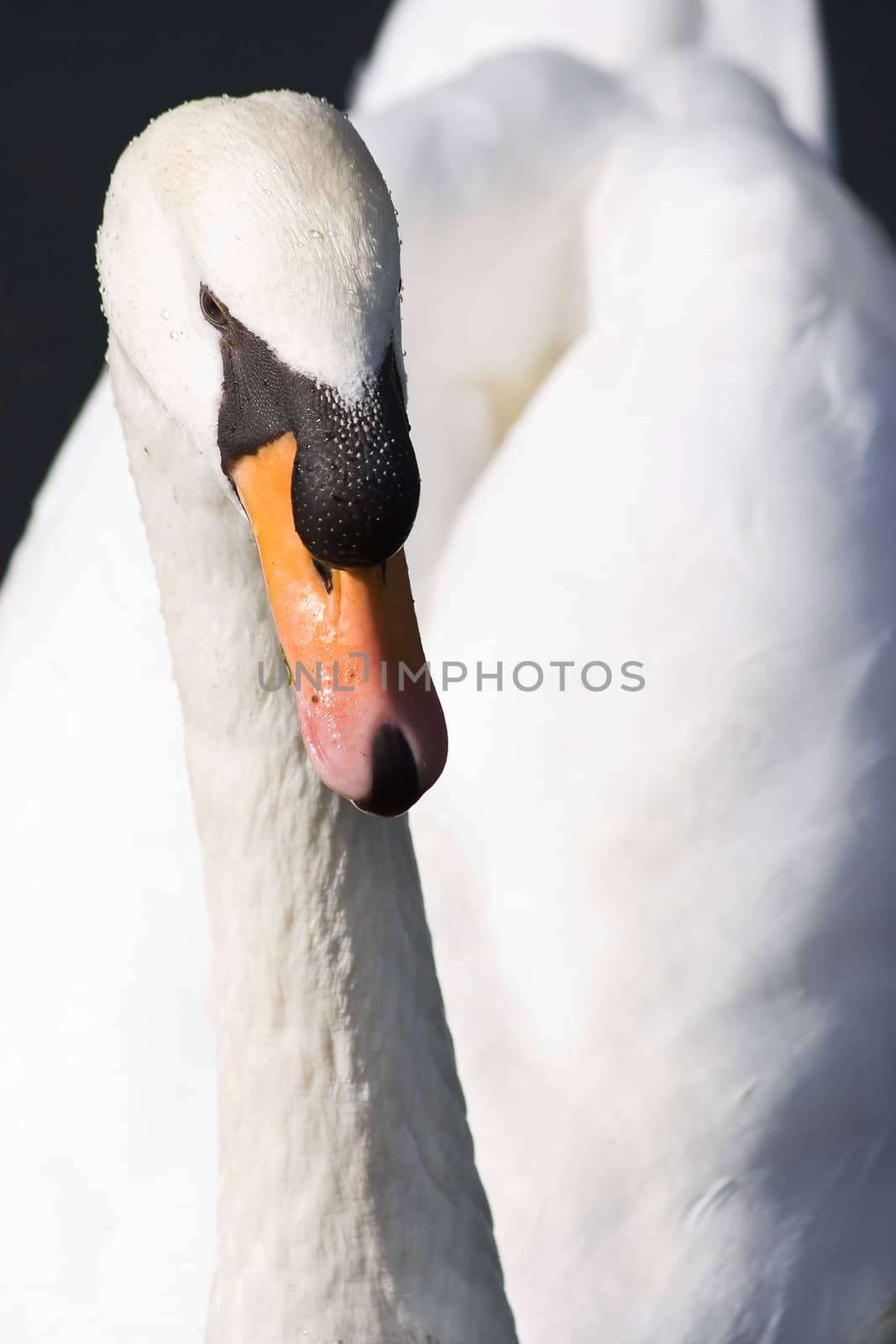 Portrait of young white Mute Swan in close view