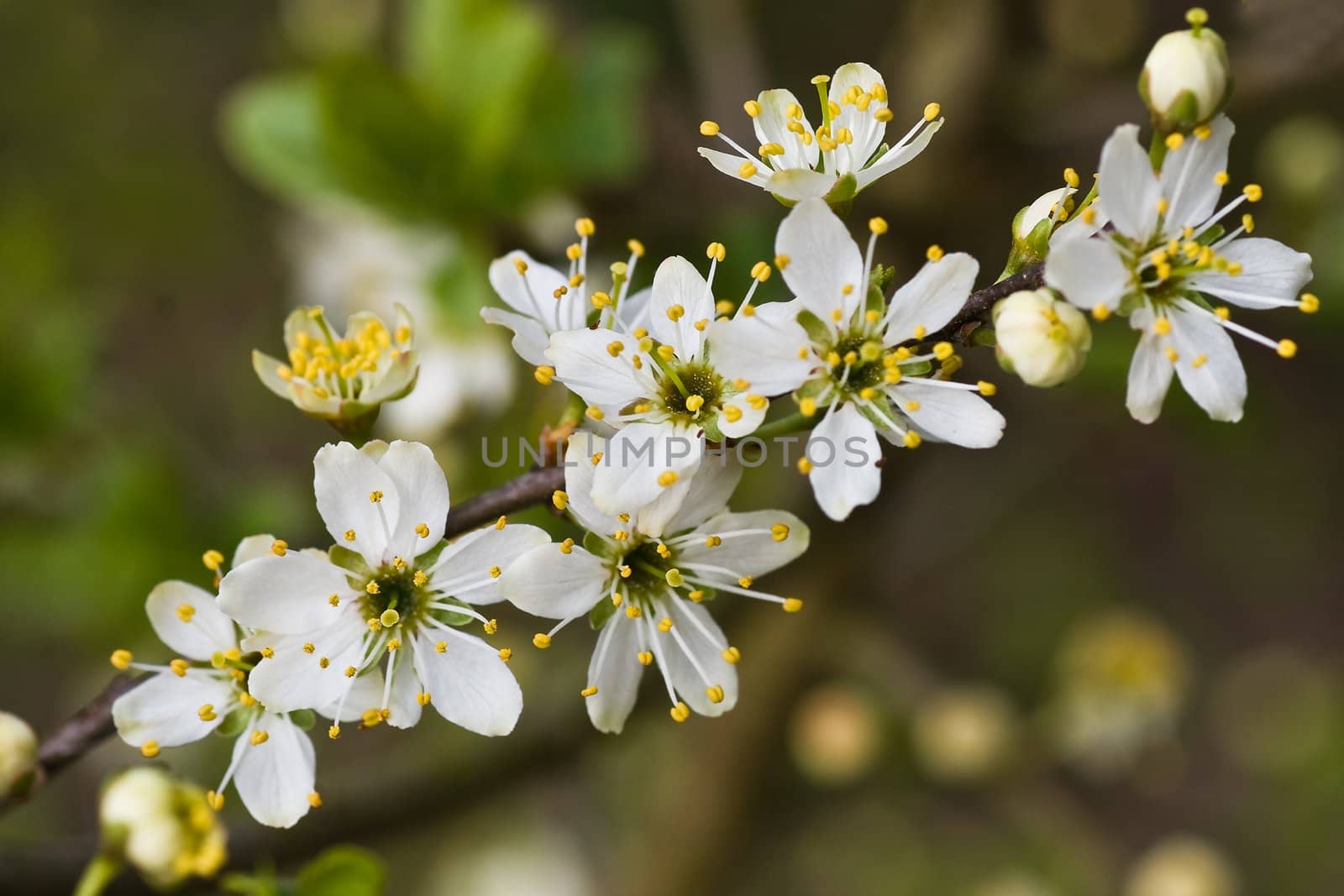 Blackthorn or sloe is a small tree blooming in april with lots of small white flowers