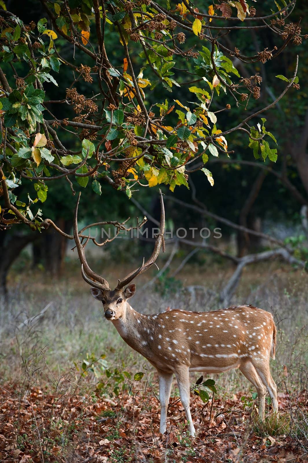 Male Axis or Spotted Deer (Axis axis) INDIA Kanha National Park