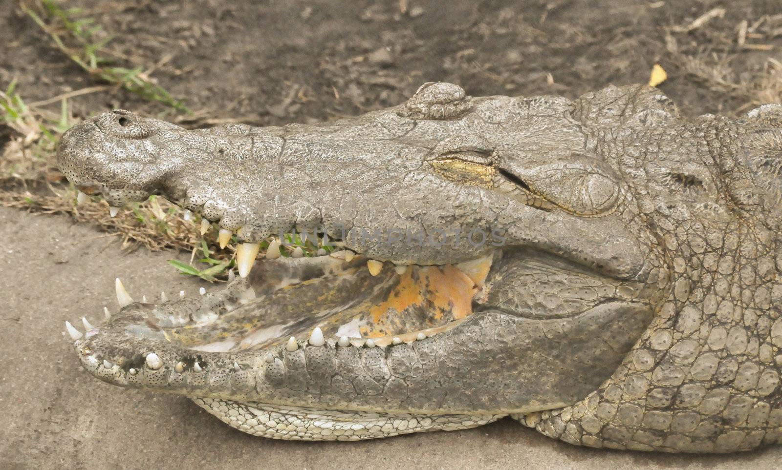 Crocodile shows his teeth by RefocusPhoto