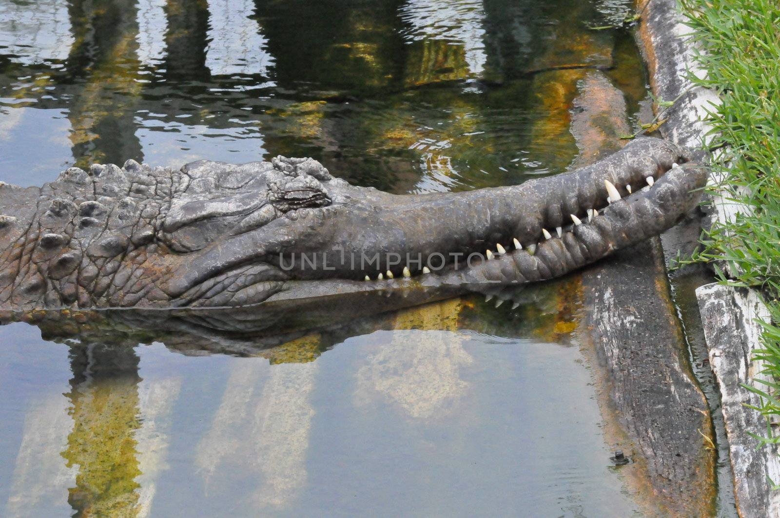 Crocodile snoozes on the bank by RefocusPhoto
