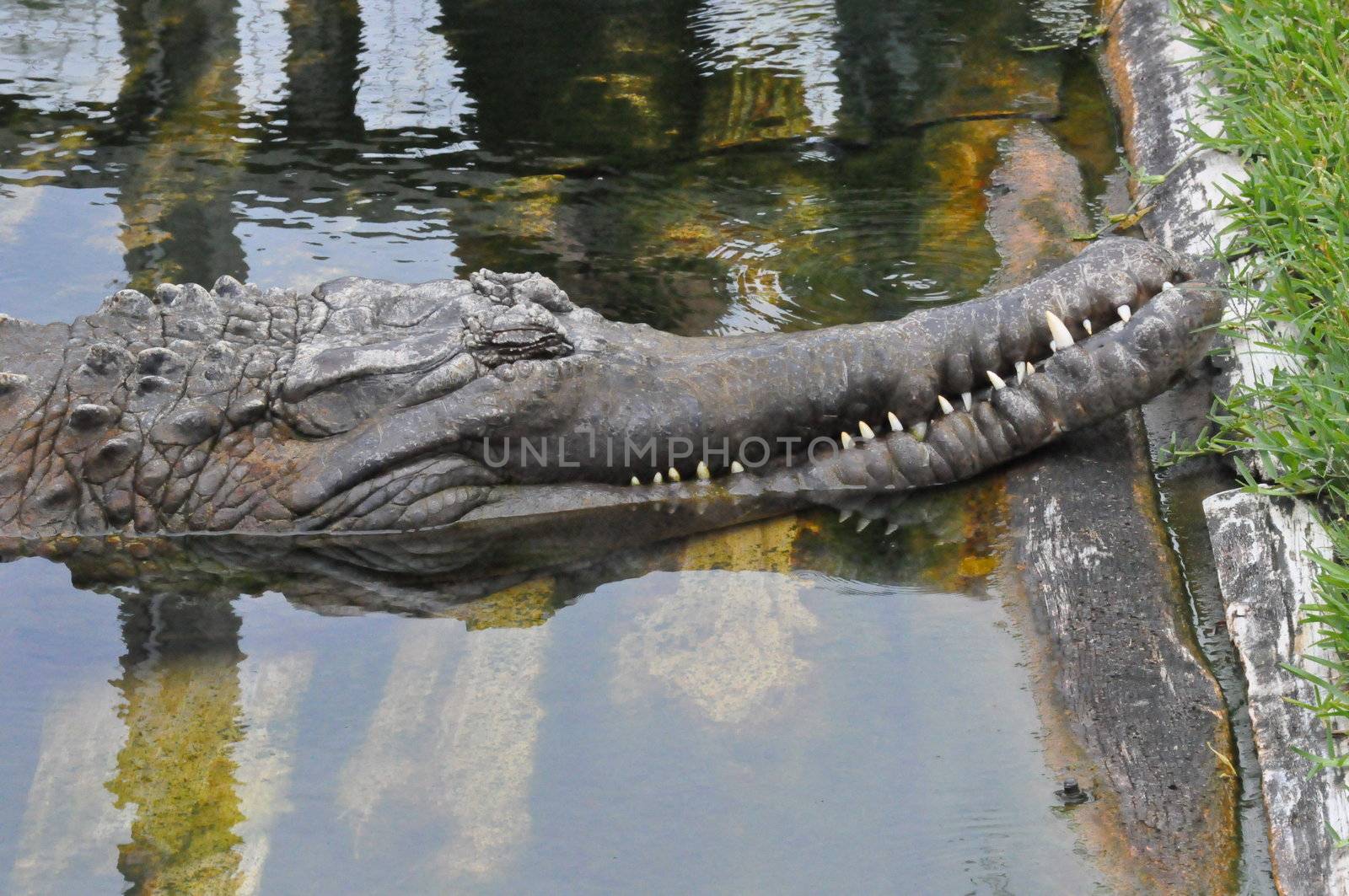 Crocodile snoozes on the bank