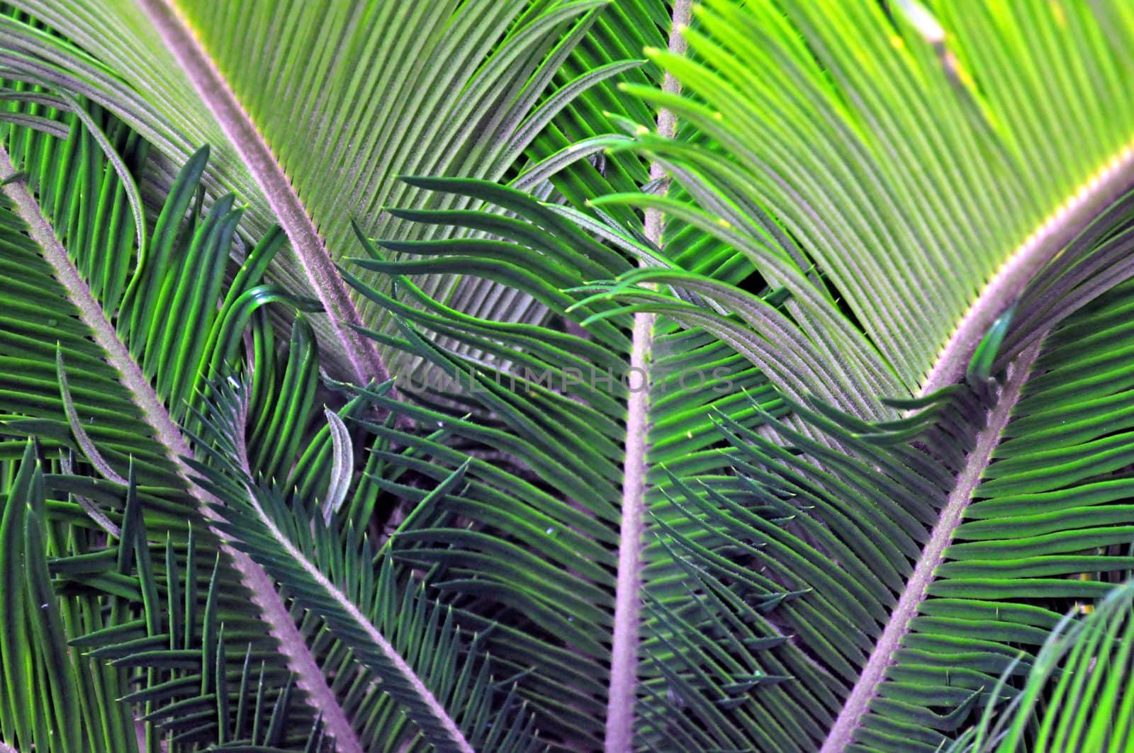 Fronds by RefocusPhoto