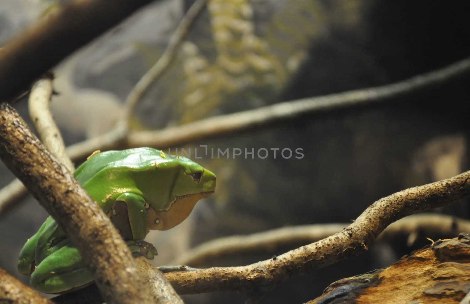 Green tree frog by RefocusPhoto