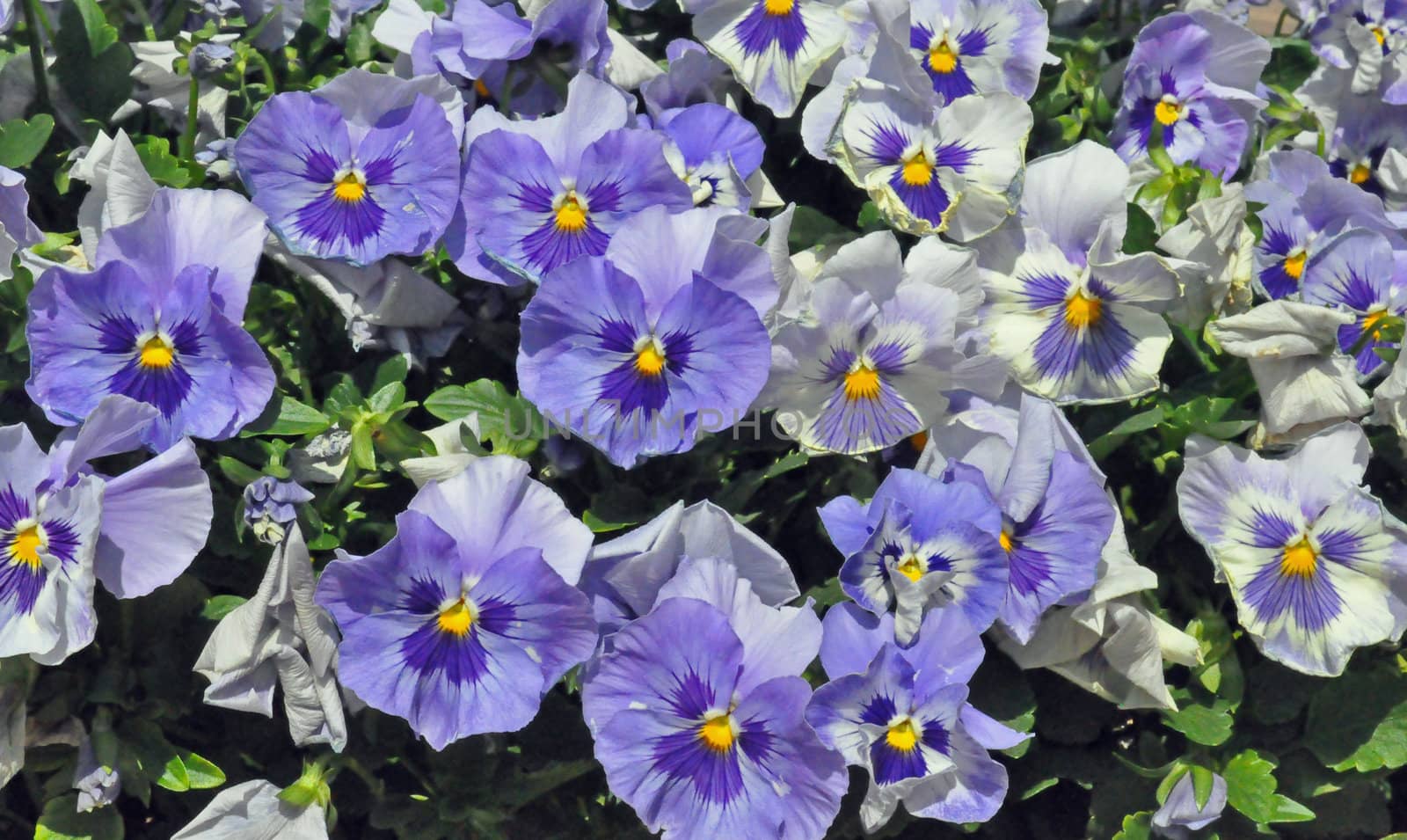 Lavender Flowers