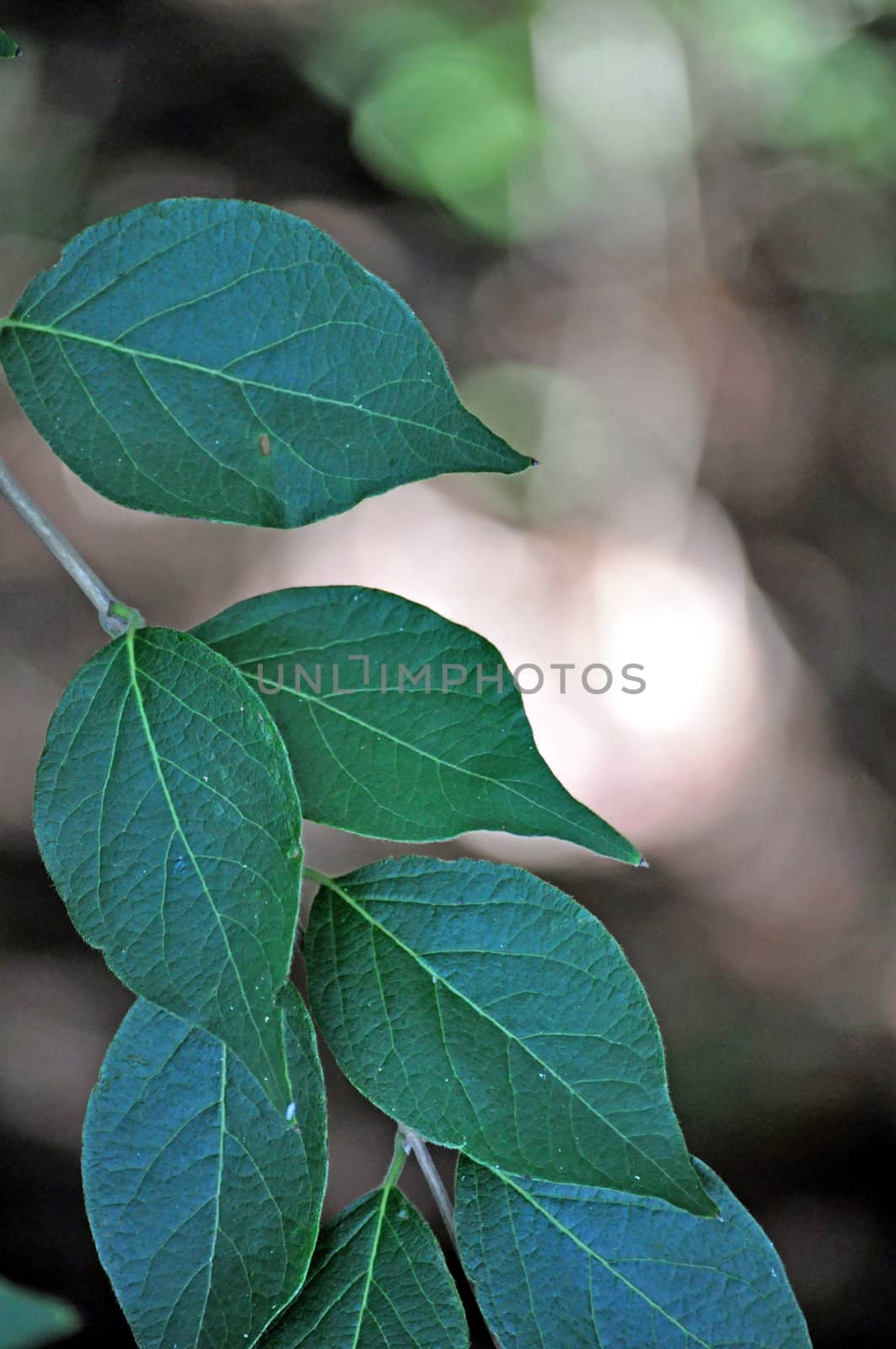 Leaves by RefocusPhoto