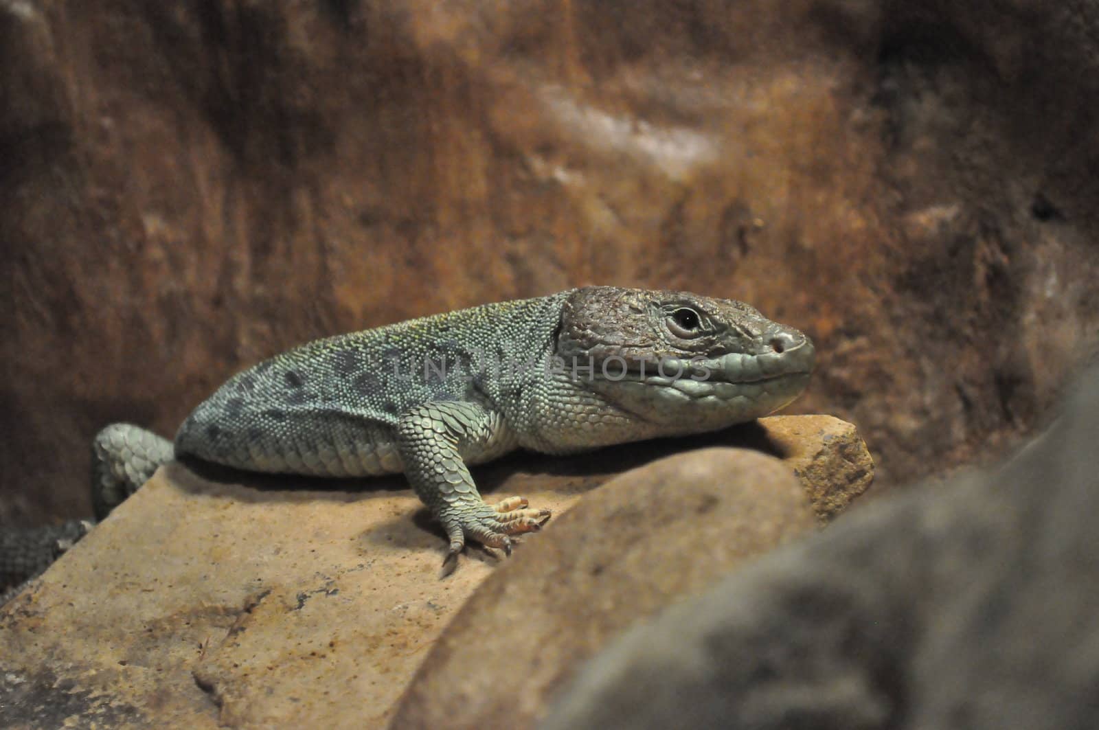 Lizard on a rock by RefocusPhoto