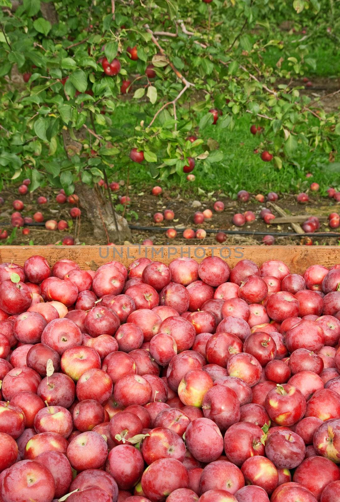Freshly picked red apples in a wooden box, with apple tree in the background.