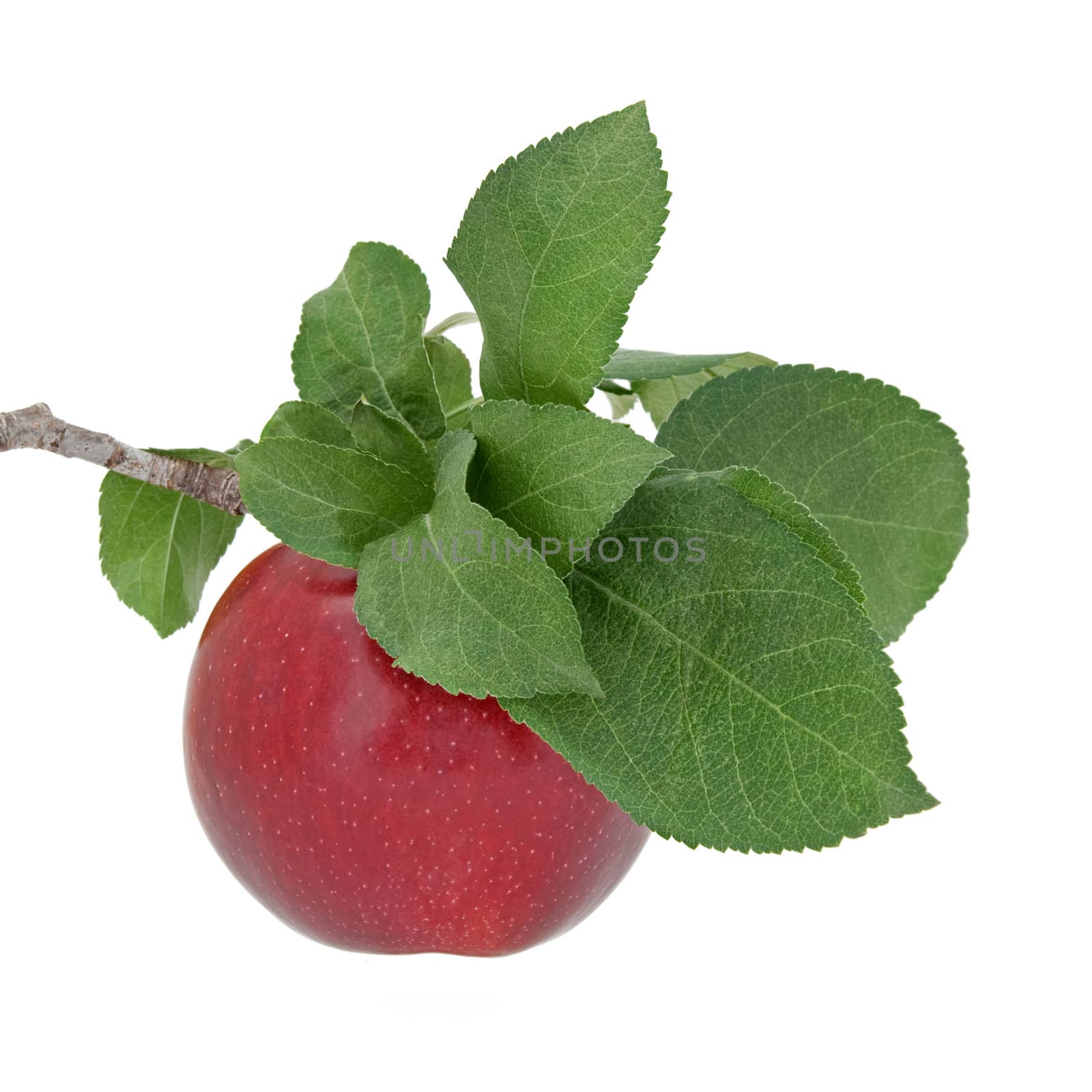 Ripe red apple with green leaves on a branch, isolated on white background.
