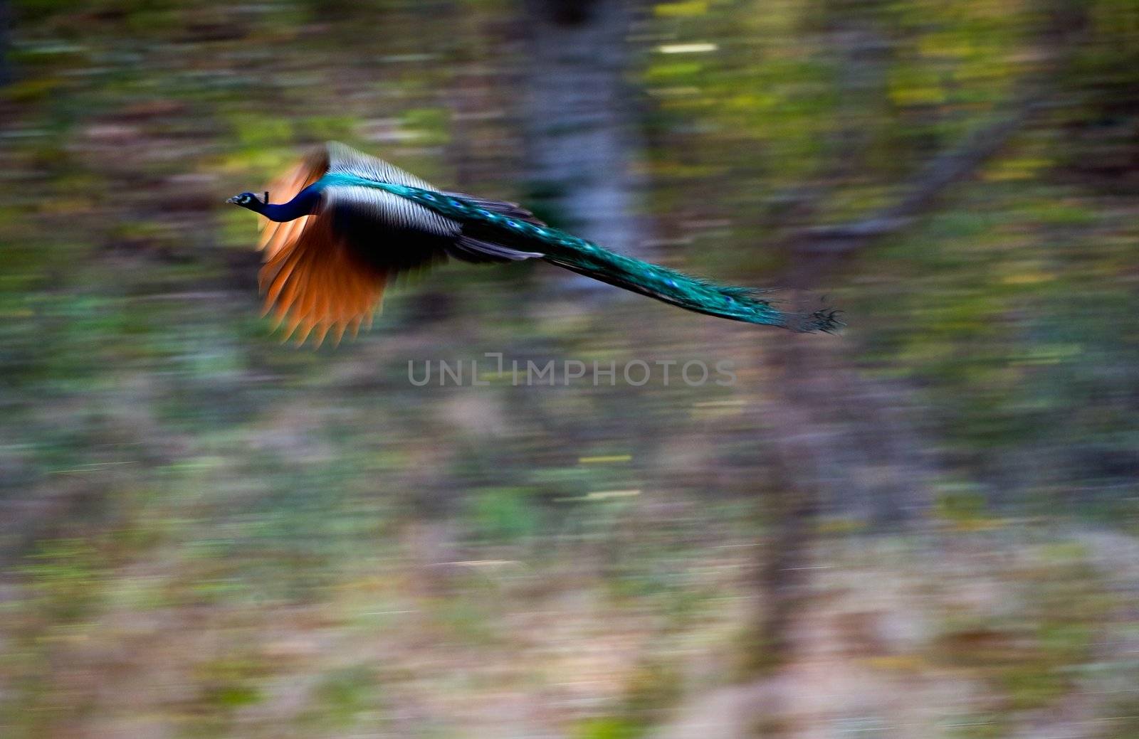 Flying peacock. by SURZ