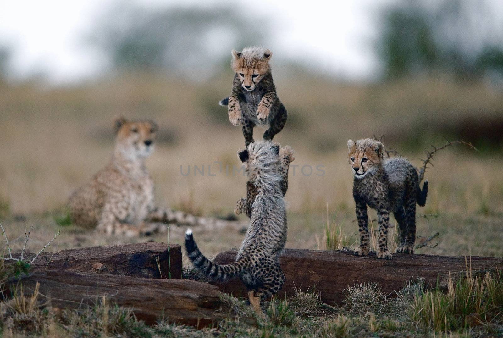 Small kittens of a cheetah play leapfrog on supervision of mum.