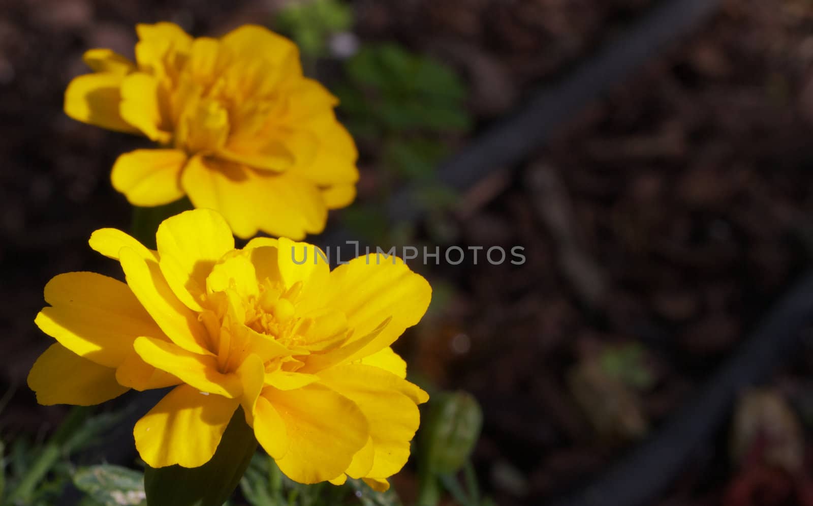 Bright yellow flowers one on focus the other soft with a dark soft focus backgroun