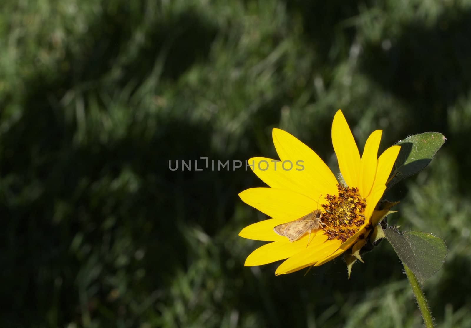 Macro of a  Moth feeding on a brightly sunlit Sunflower with a dark green grass lawn background