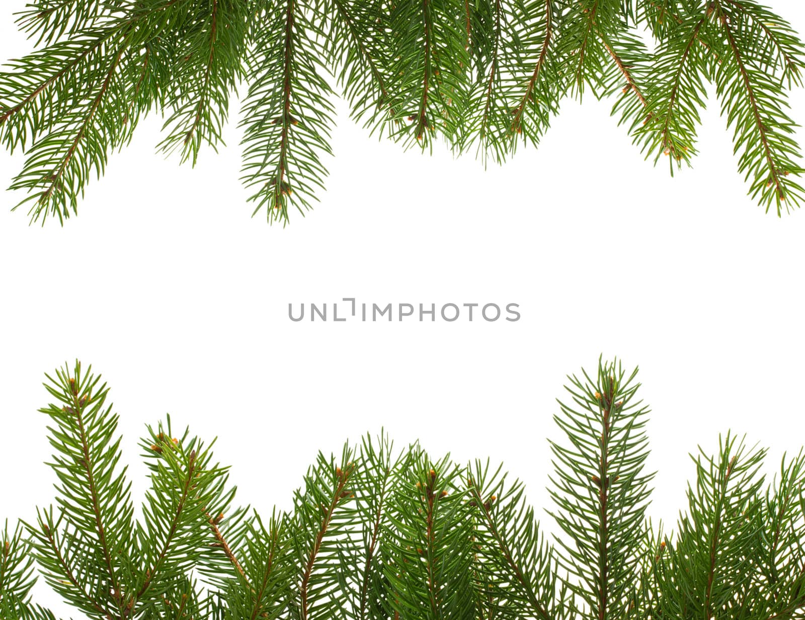 frame from firtree branches, isolated on white