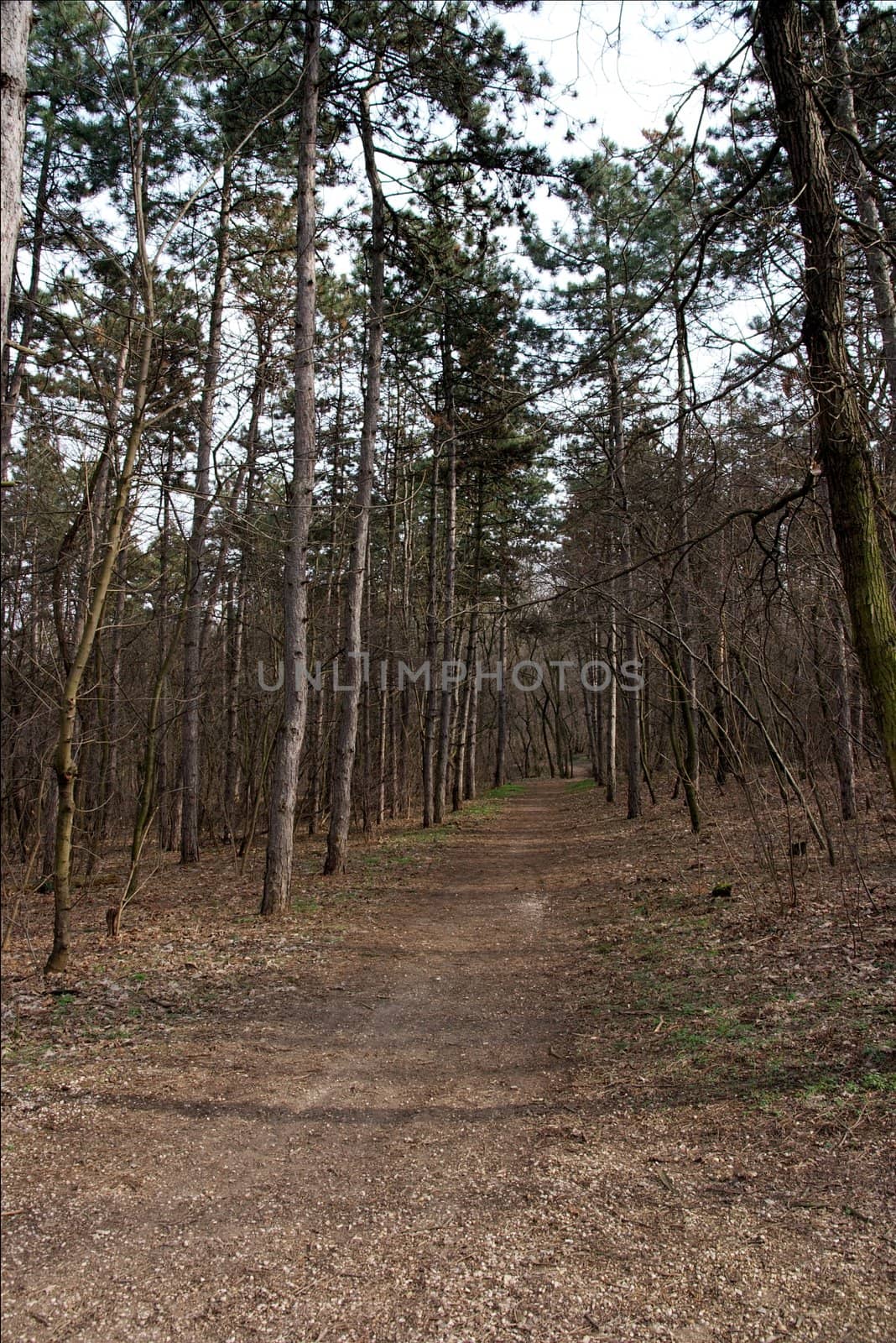 Small path in a forest of pine trees