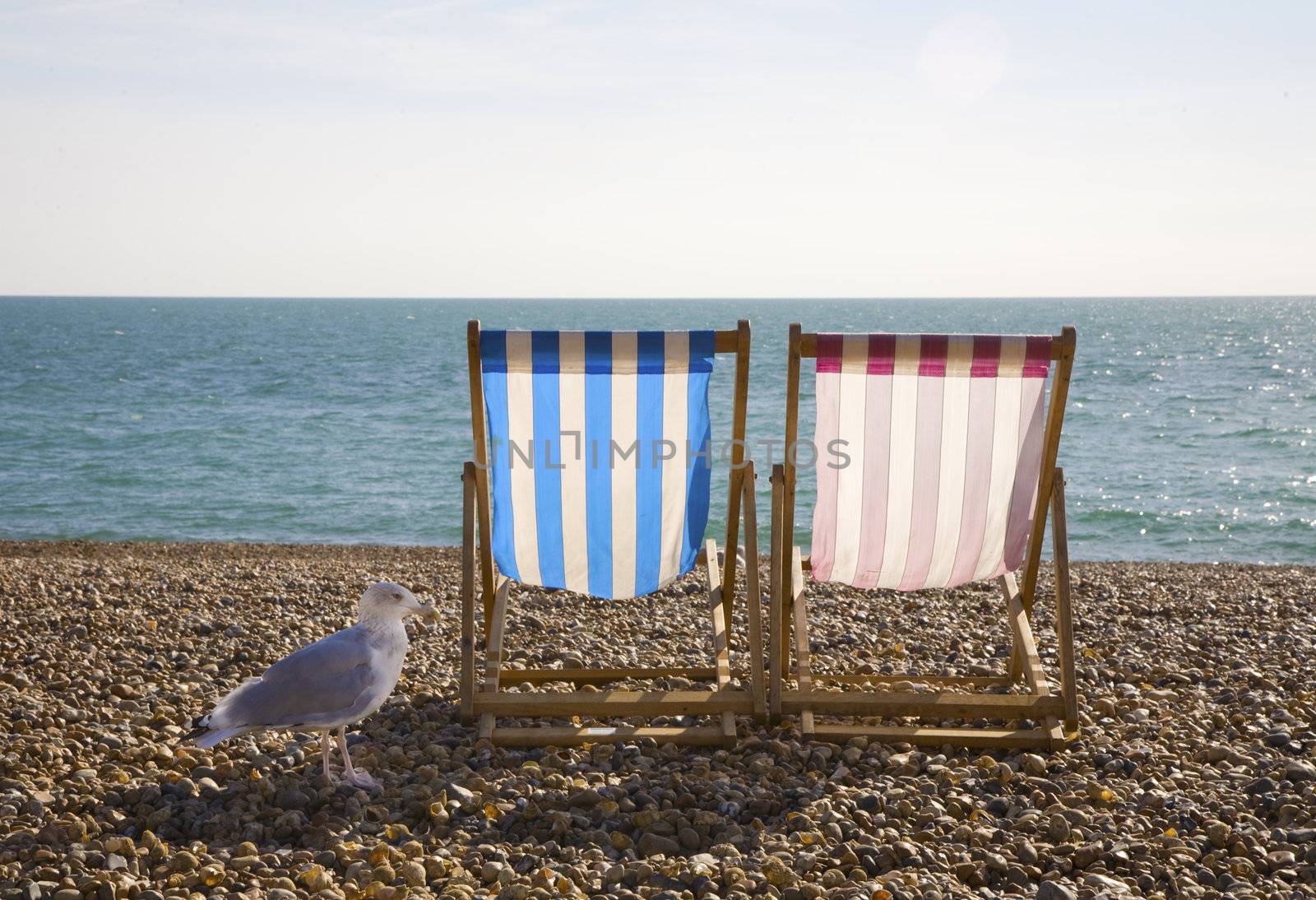 Seagul with two deckchairs on Brighton Beach,