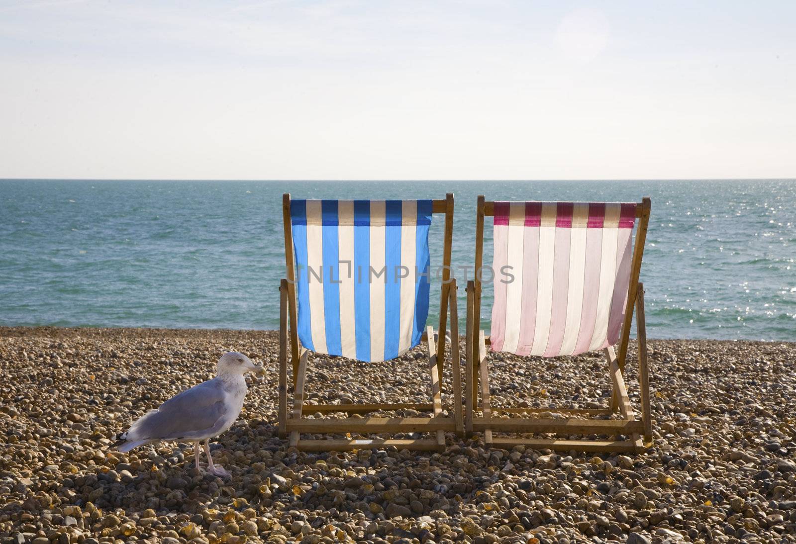 Seagul and Deckchairs, Brighton by chrisdorney