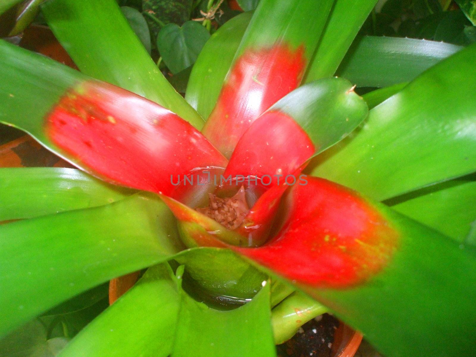 Bromeliad Flower by MichaelFelix