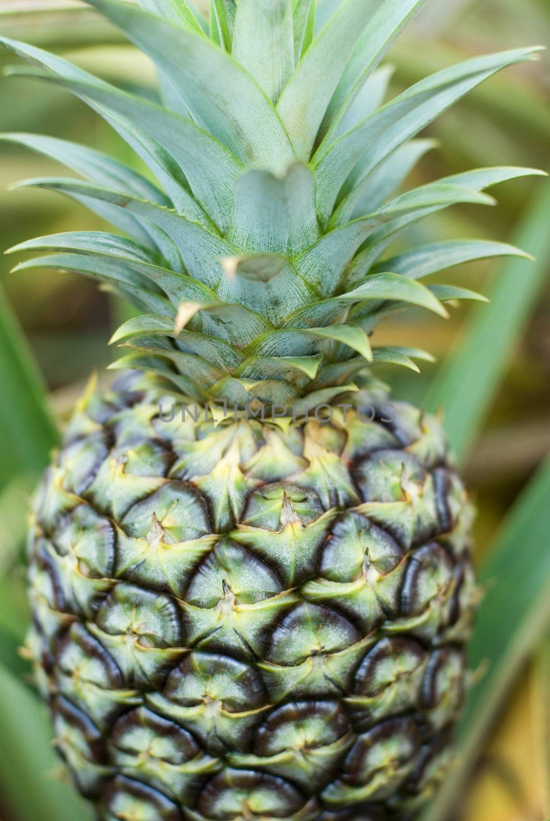 Pineapples growing on a fruit plantation in Hawaii