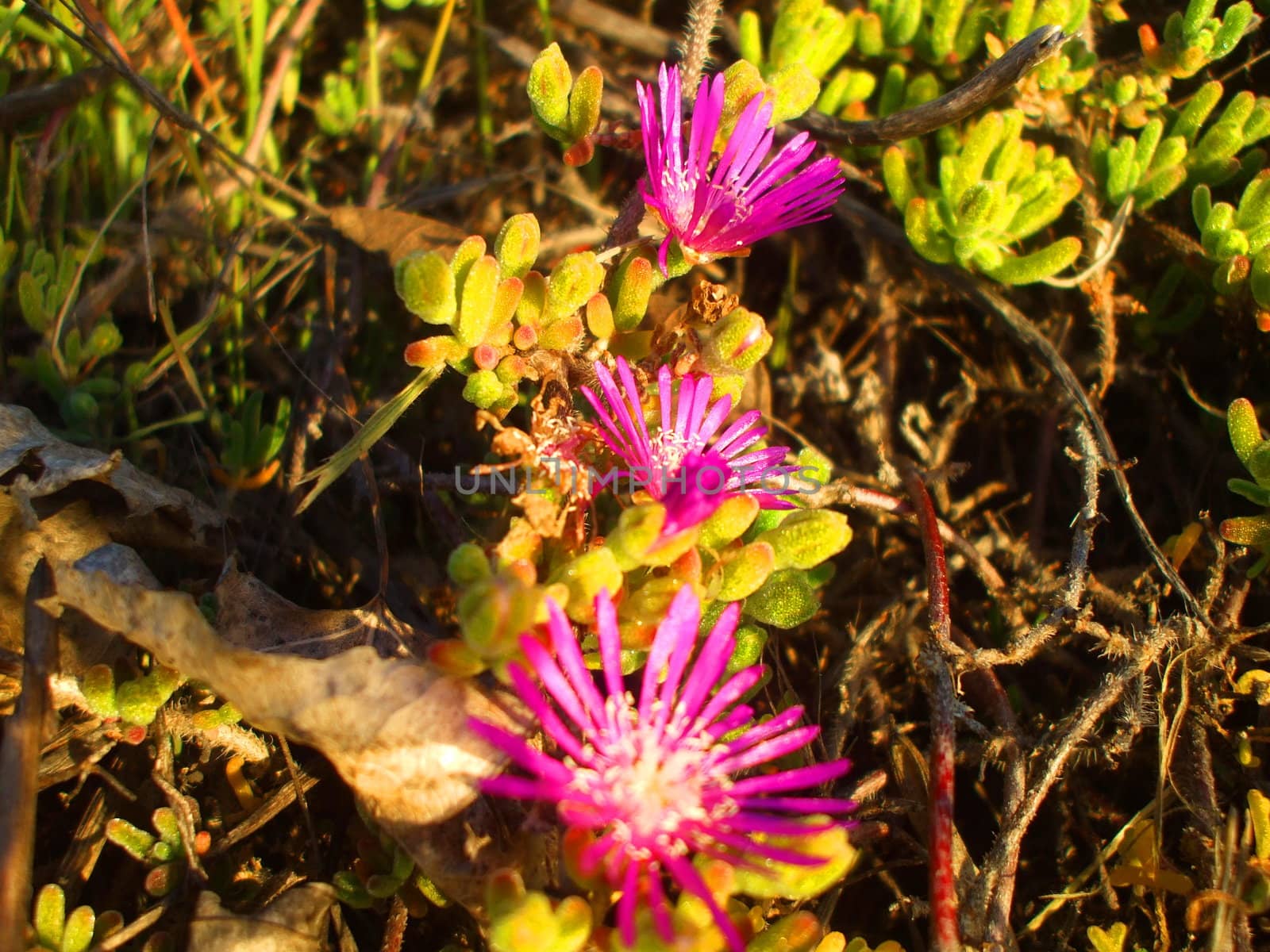 Close up of an ice plant in a park.