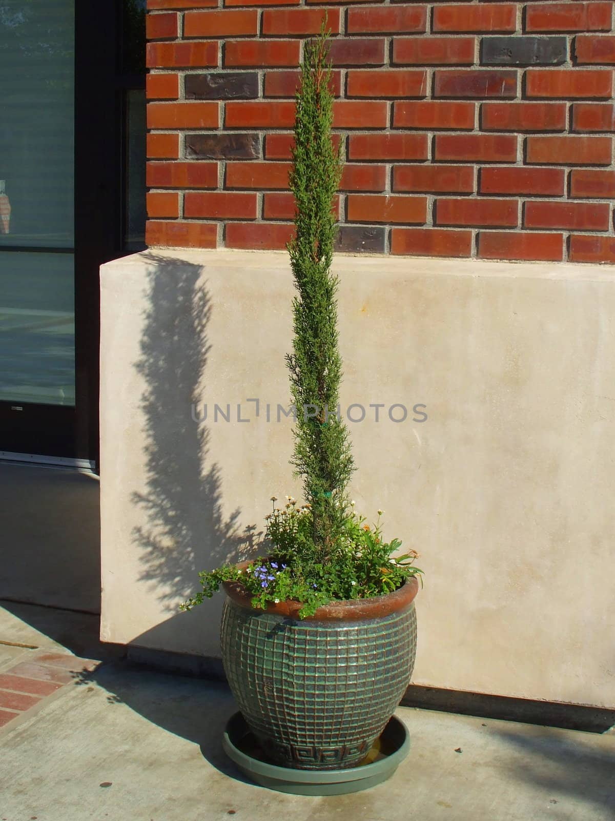 Italian cypress close up on a sunny day.