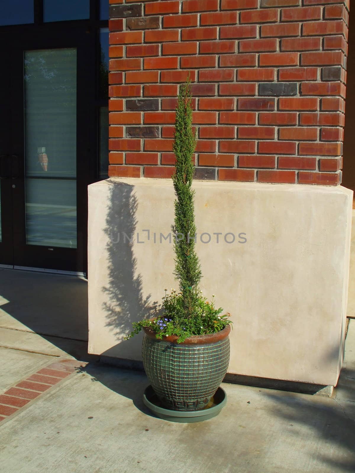 Italian cypress close up on a sunny day.