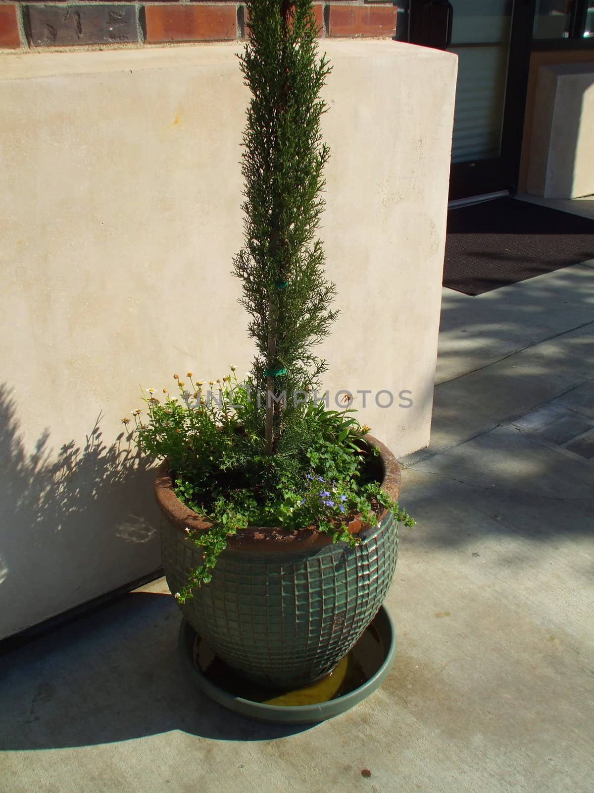 Italian cypress close up on a sunny day.