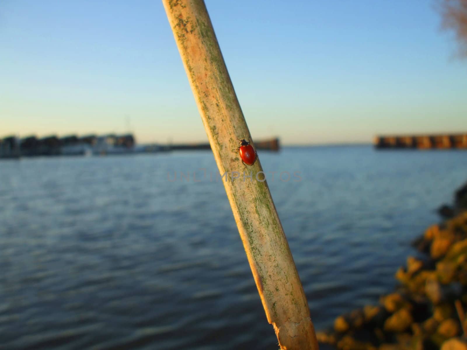 Close up of a lady bug sitting on a stick.