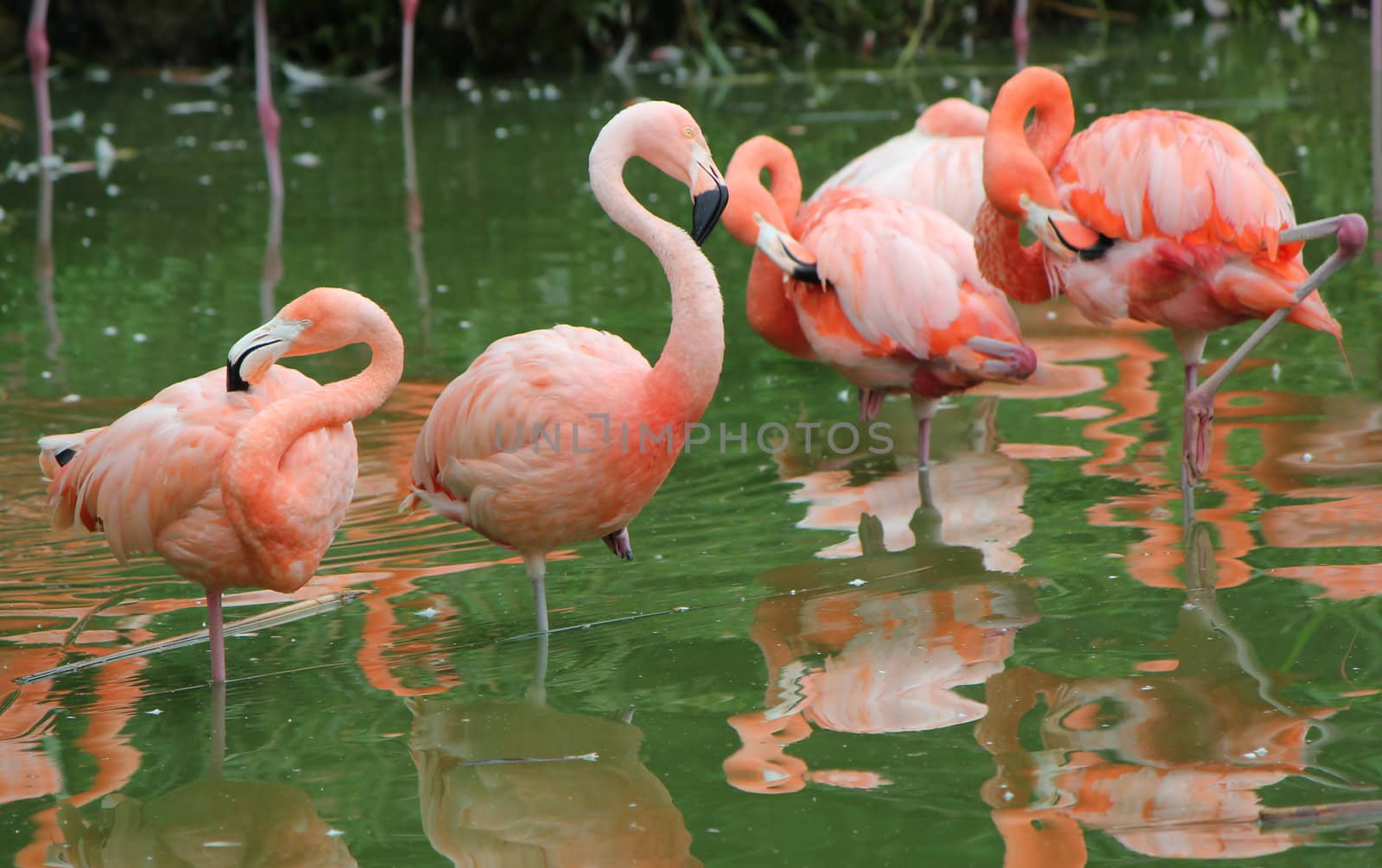 Several pink flamingos cleaning in water