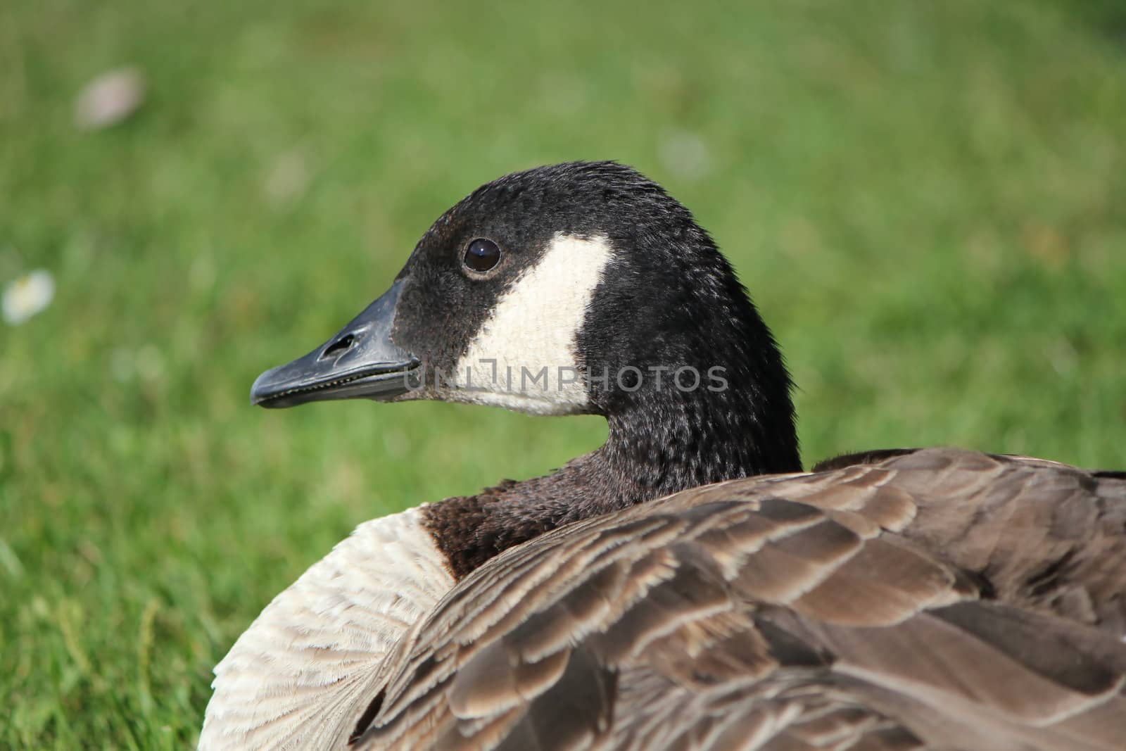 Black and white savage goose head with its black eye lying on the grass