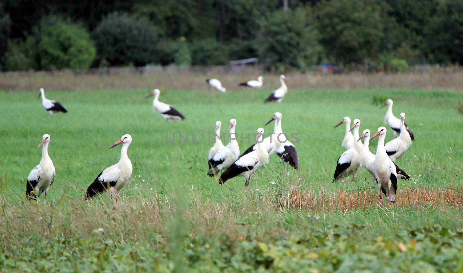 Several black and white migrating storks standing in a green field