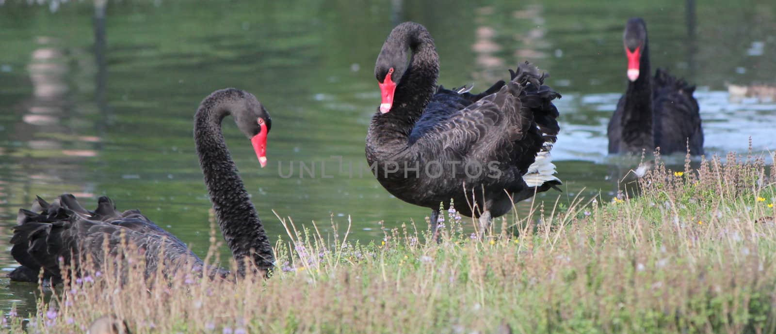 Three black swans with their red beak in the water lake
