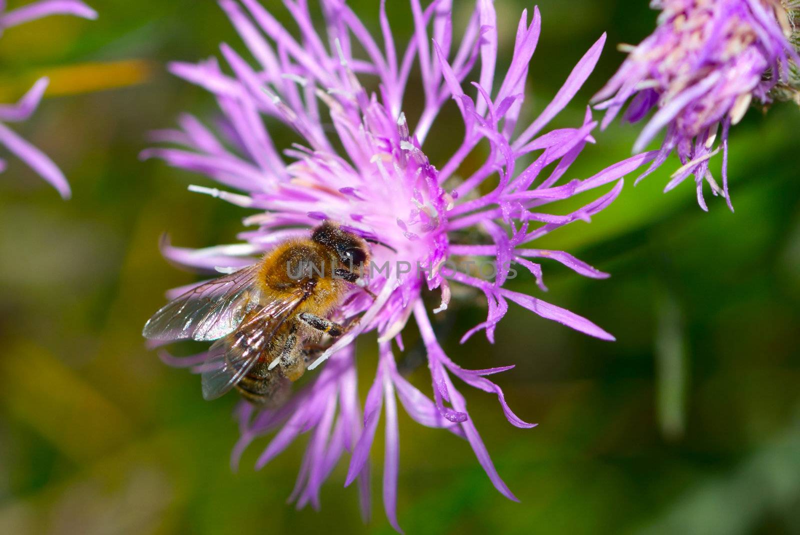 Close up of honey bee on knapweed flower