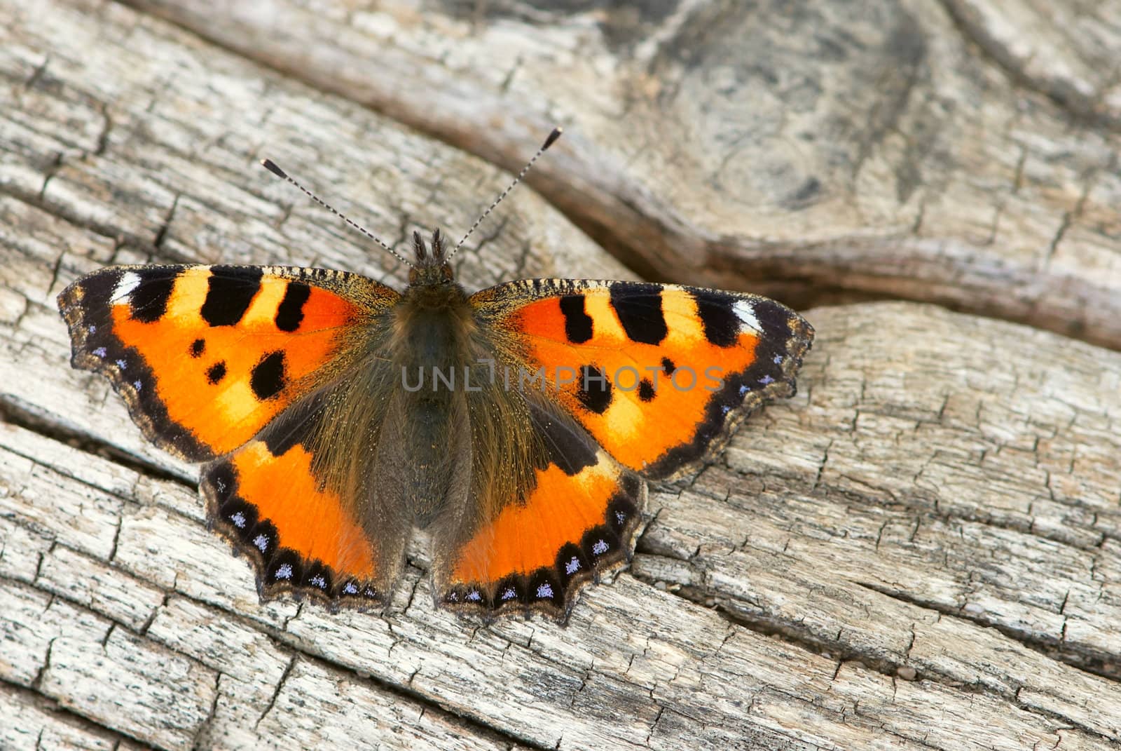 Butterfly close-up isolated on an old wooden background