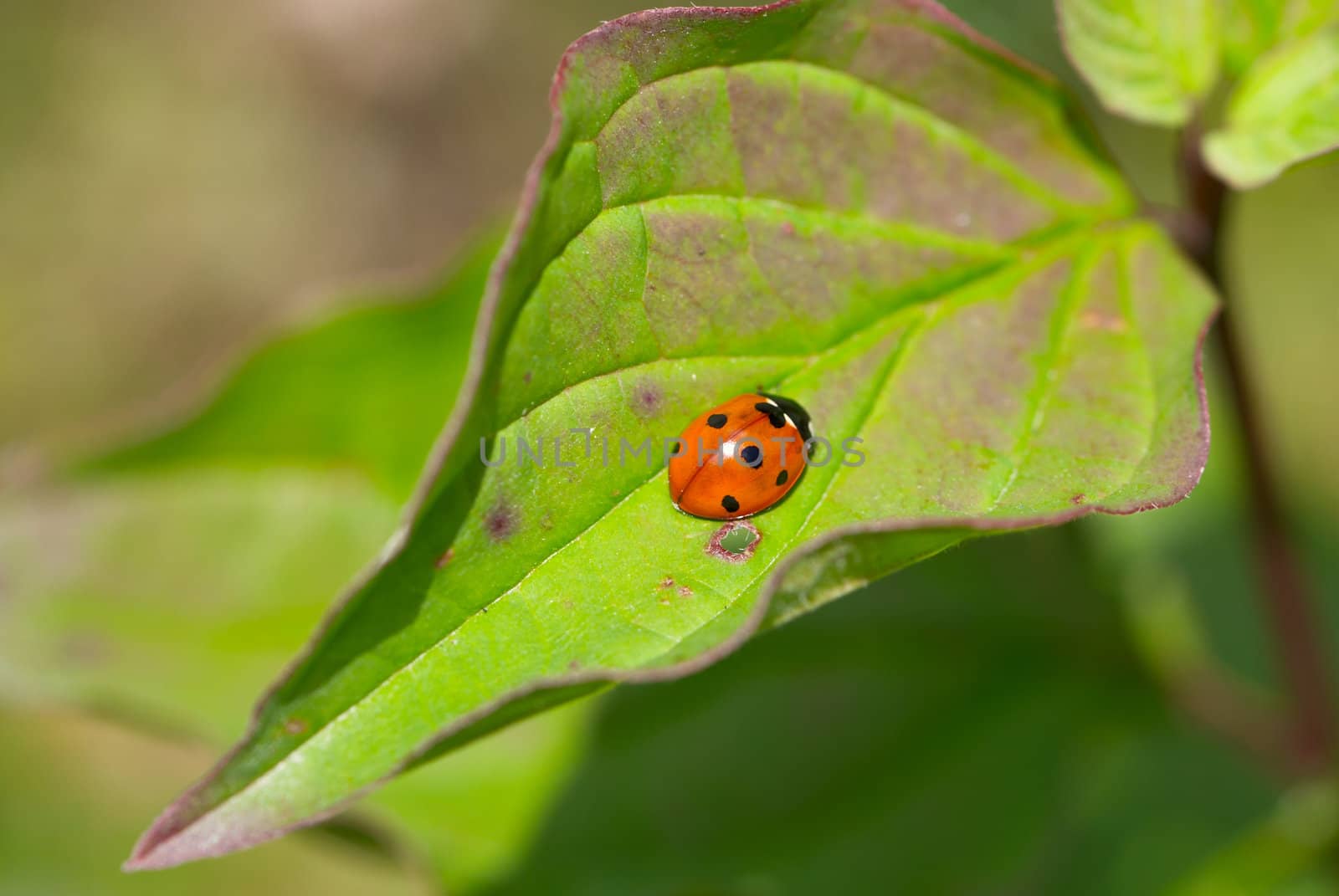 Ladybird beetle (Coccinella septempunctata) on a fly to eat on a leaf