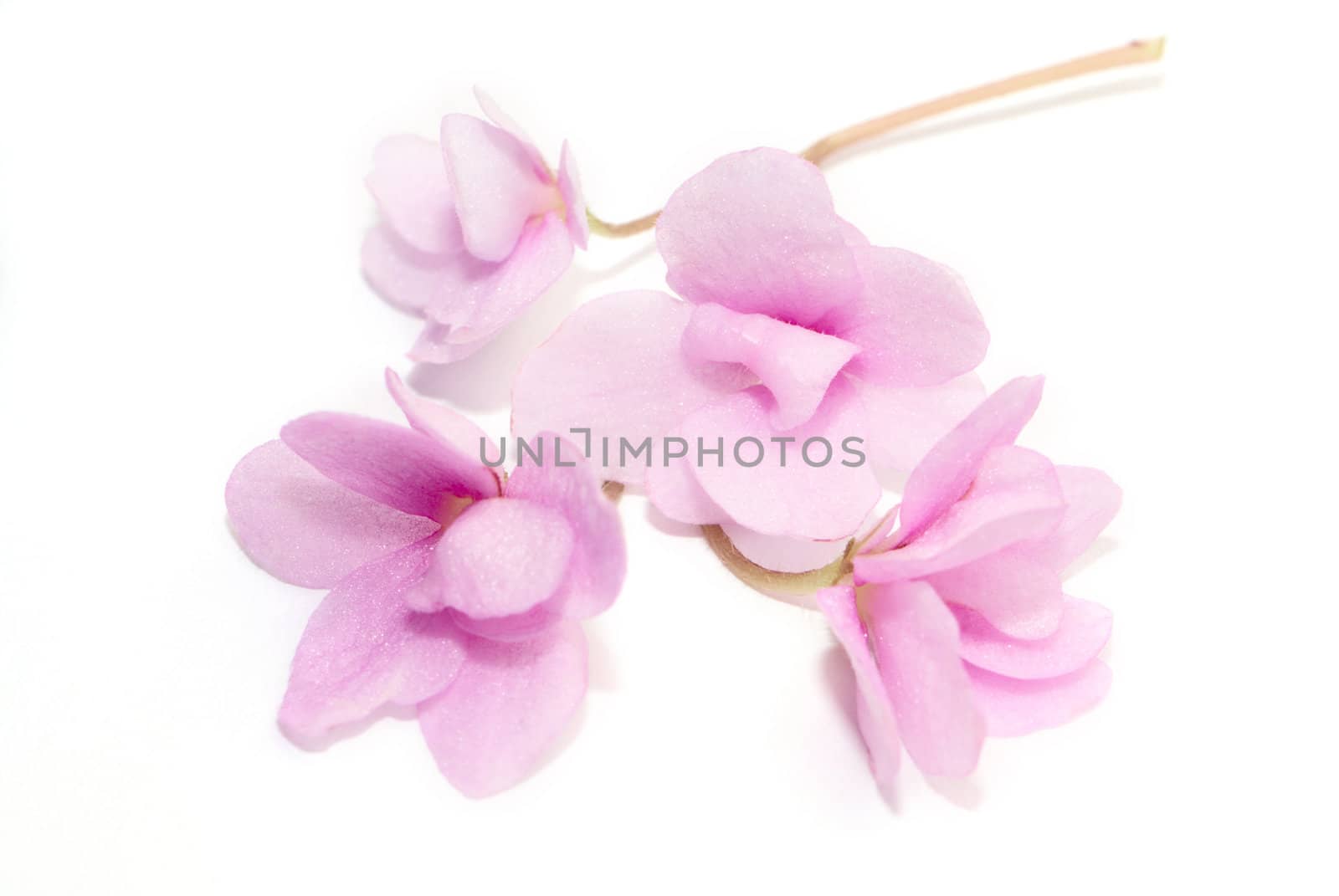 Pink flower isolated on white