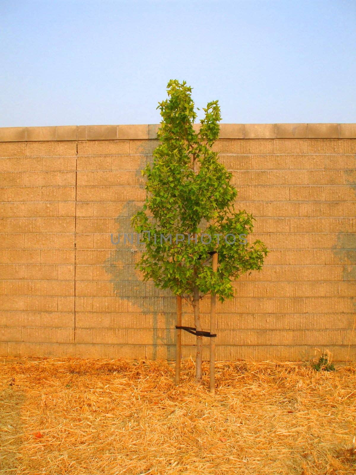 Maple tree with green leaves over blue sky.