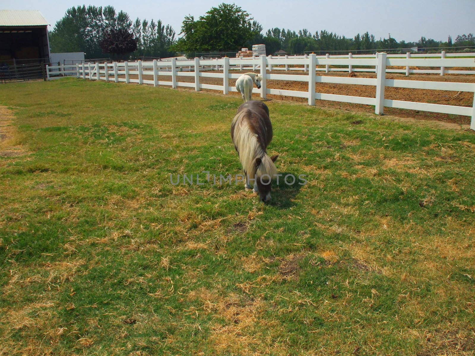 Miniature horses at the farm on a sunny day.