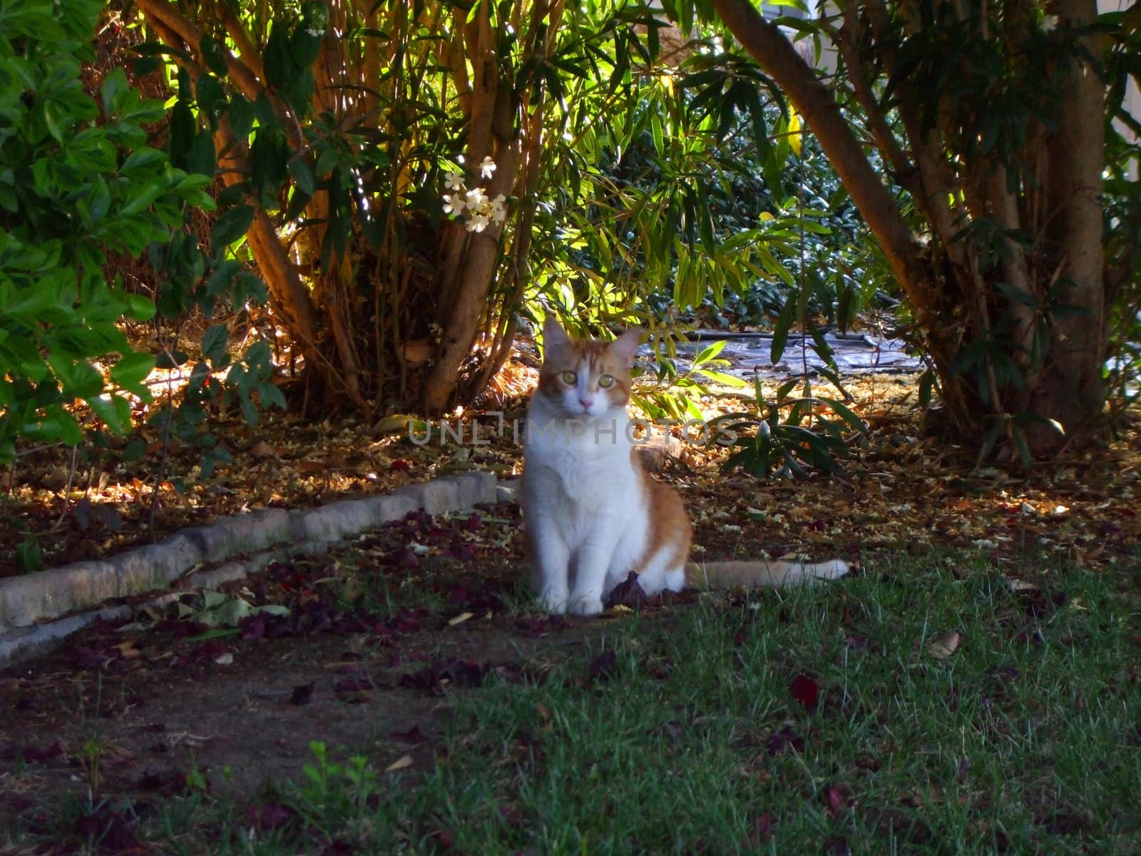 Close up of a small tabby cat.