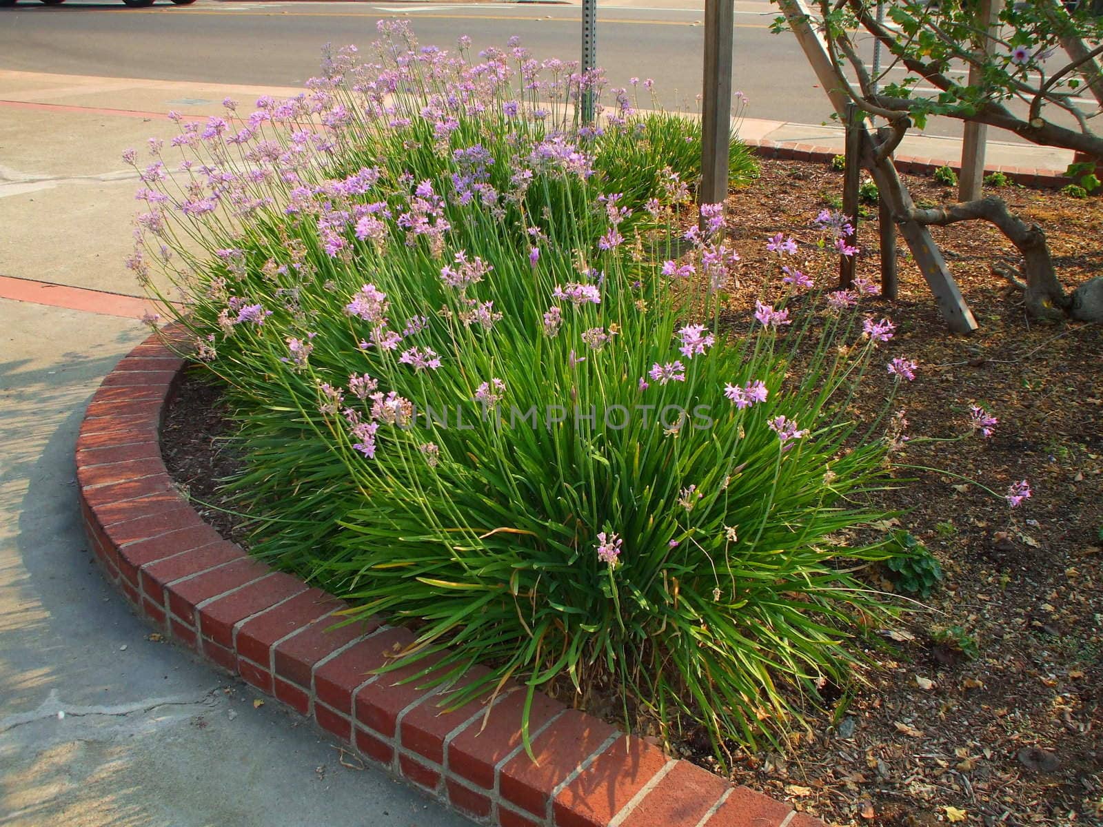 Close up of the decorative garlic flowers.