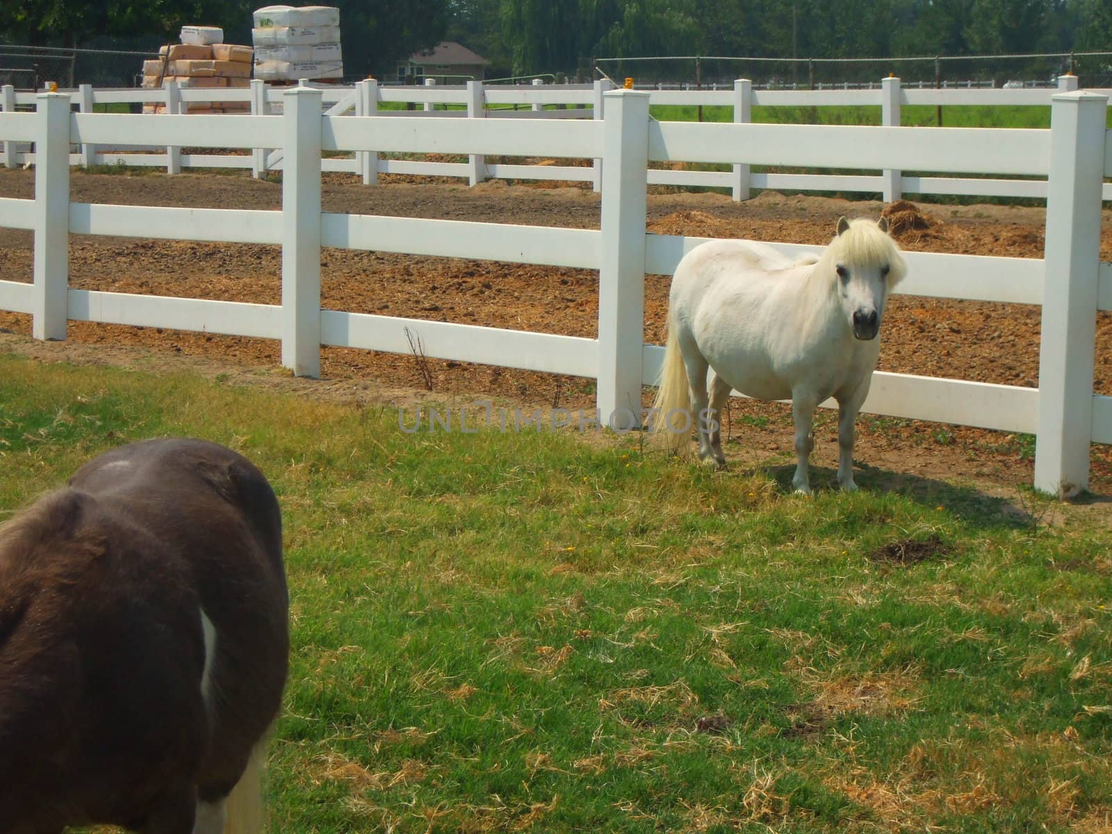 Miniature horses at the farm on a sunny day.