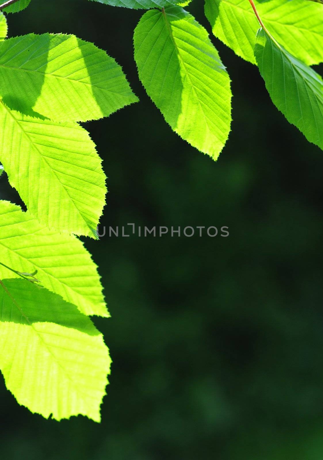 beautyfil nature concept with green summer leaf and copyspace