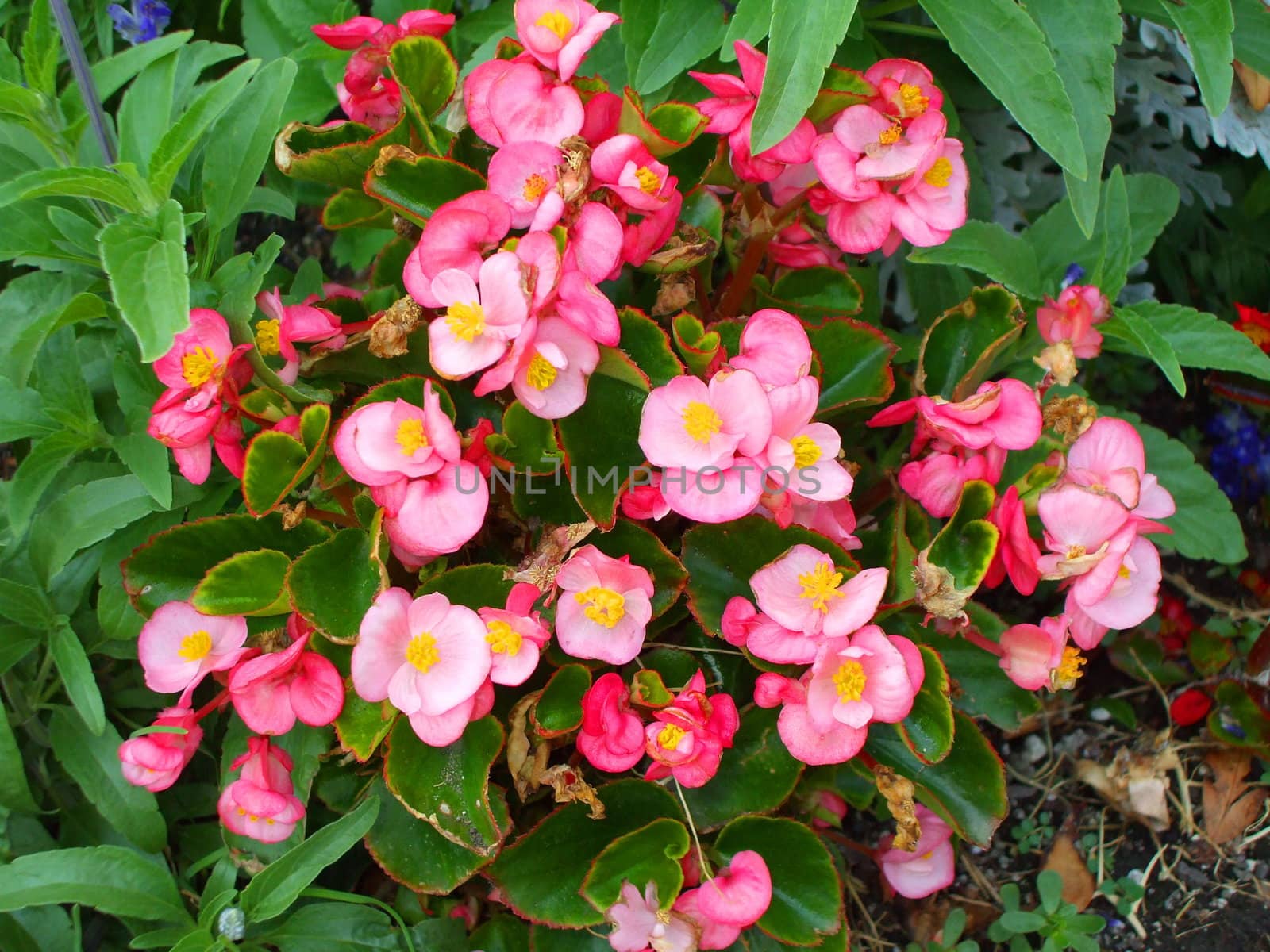 Close up of the pink begonia flowers.