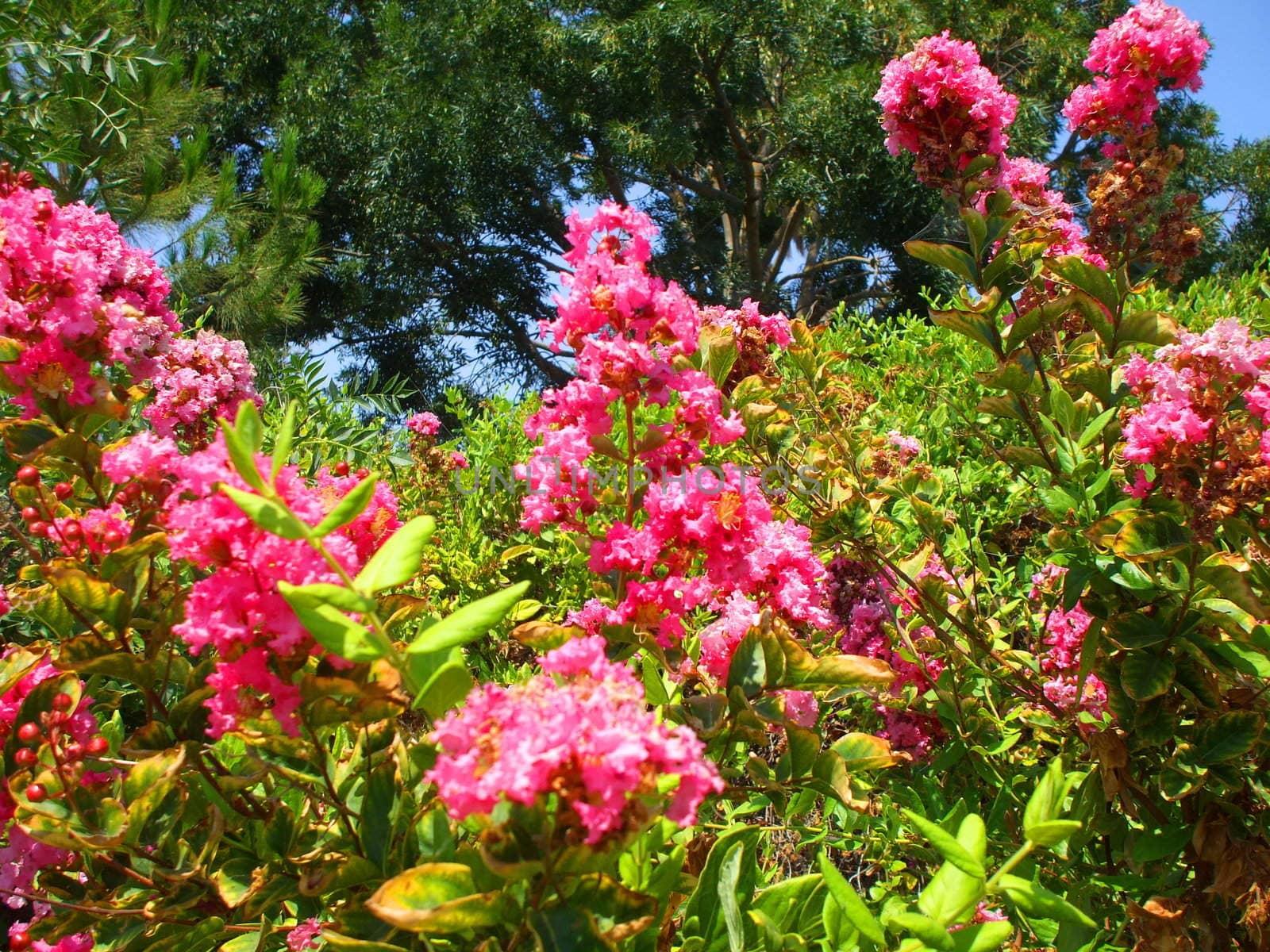 Close up of the pink crepe myrtle flowers.