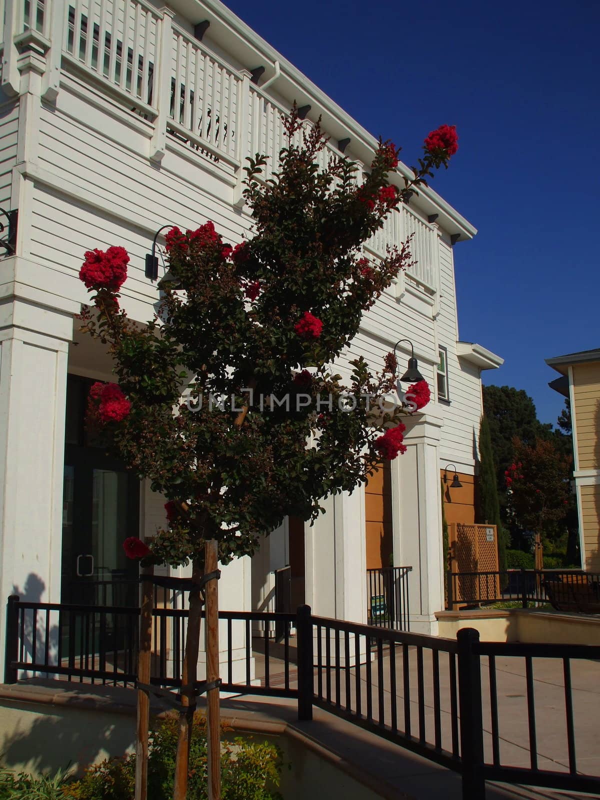 Close up of the pink crepe myrtle flowers.