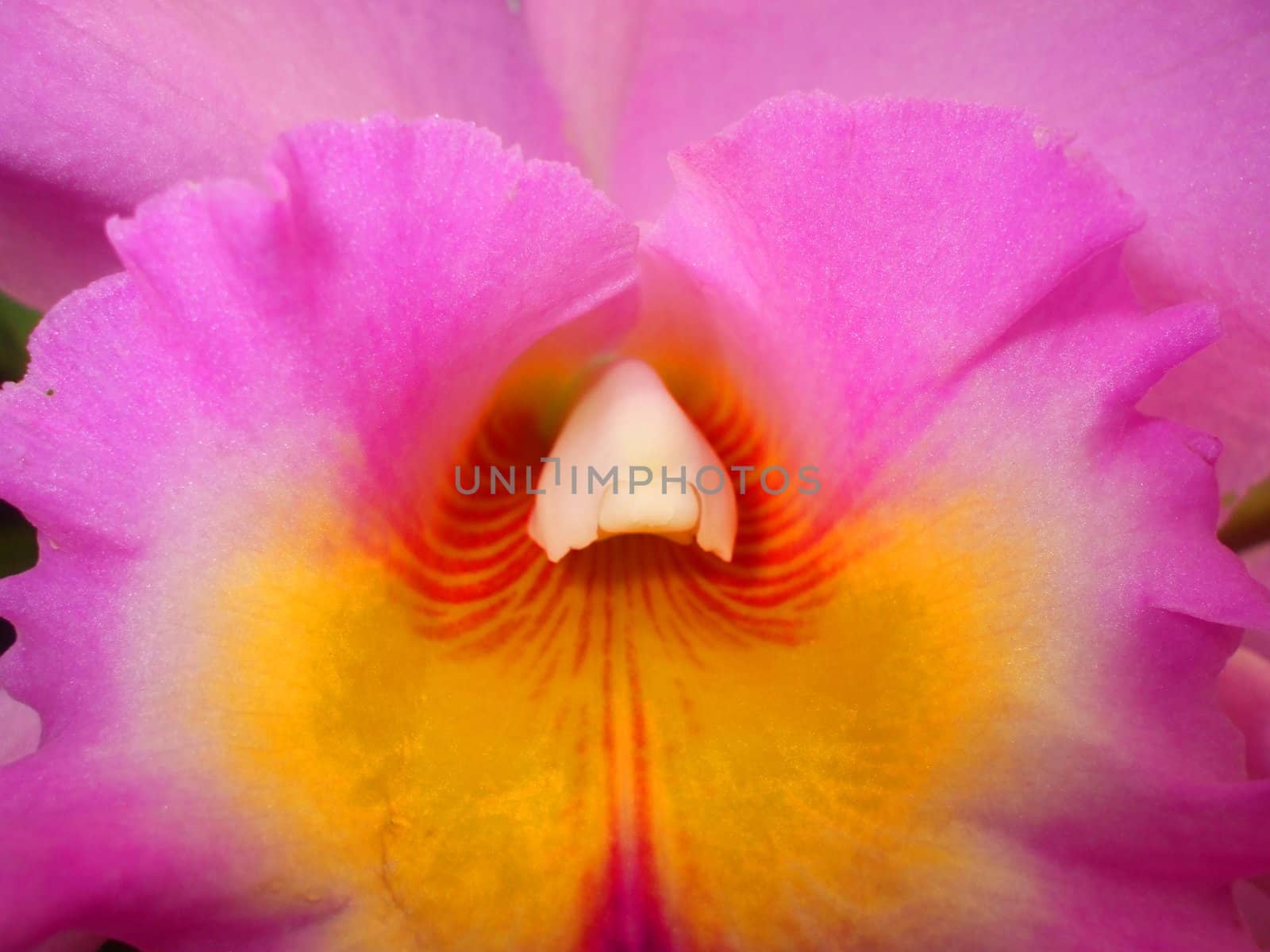 Close up of the pink orchid flower.