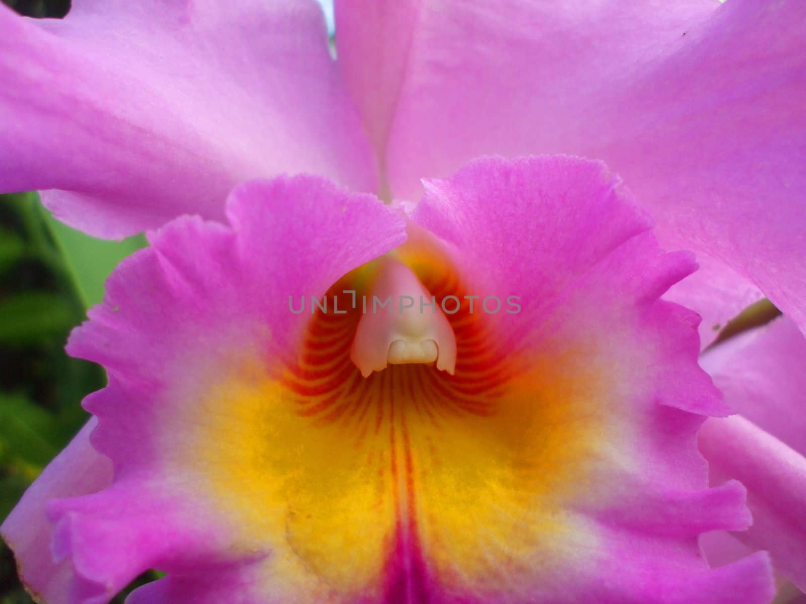 Close up of the pink orchid flower.